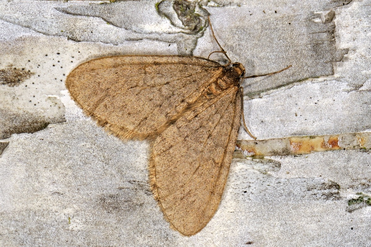 Operophtera brumata, Winter moth